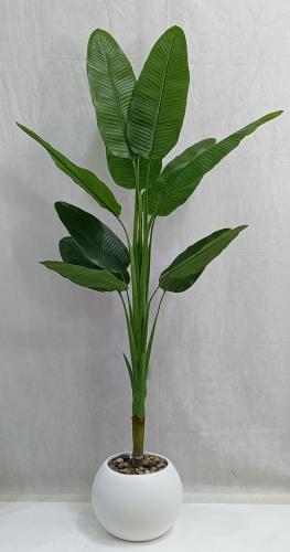 شجرة موز مع مركن اصيص ارتفاع 180 سم العرض 85 سم