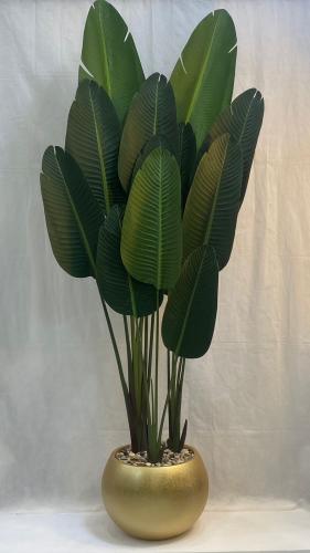 شجرة موز مع مركن اصيص ارتفاع 210 سم العرض 70 سم