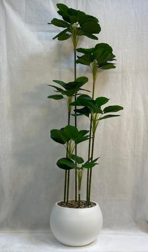 شجرة ورق الكمان مع مركن اصيص الارتفاع 190 سم العرض...