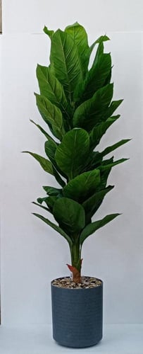 شجرة موز مع مركن فيبر ارتفاع 200 سم العرض