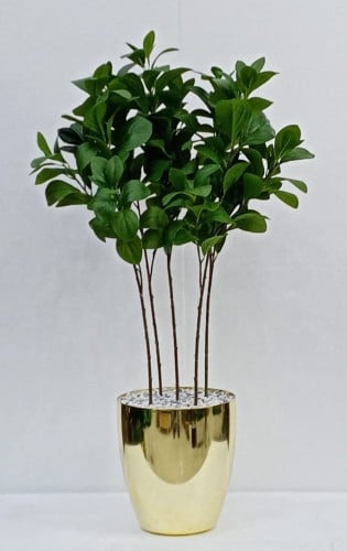 شجرة مانغوليه مع مركن فيبر ارتفاع 90 سم العرض 45 س...