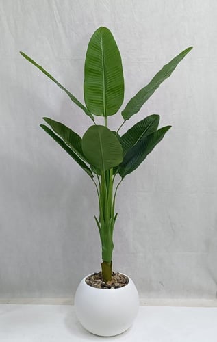 شجرة موز مع مركن اصيص ارتفاع 155 سم العرض 70 سم