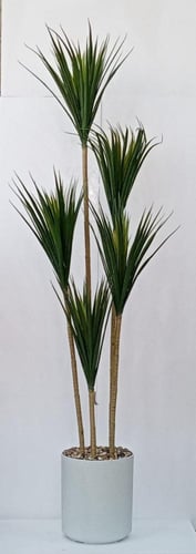 شجرة صبار مع مركن فيبر ارتفاع 210 سم العرض 60 سم