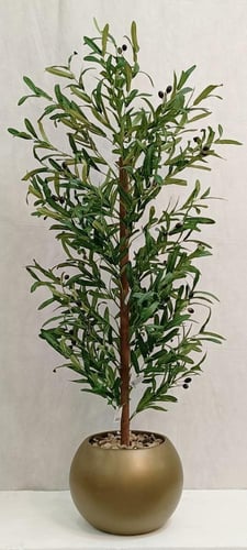 شجرة زيتون مع مركن اصيص الارتفاع ١٥٠ سم العرض ٥٠ س...