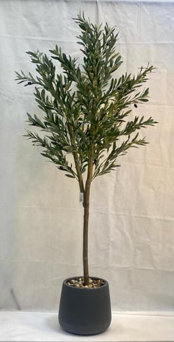 شجرة زيتون مع حوض بلاستيك ارتفاع 180 سم العرض 60 س...