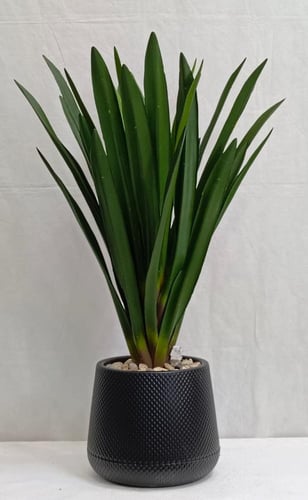 شجرة صبار مع حوض بلاستيك ارتفاع 80 سم العرض 60 سم