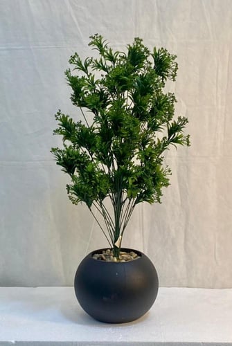 شجرة شتلة مع مركن اصيص ارتفاع 85 سم العرض 30 سم