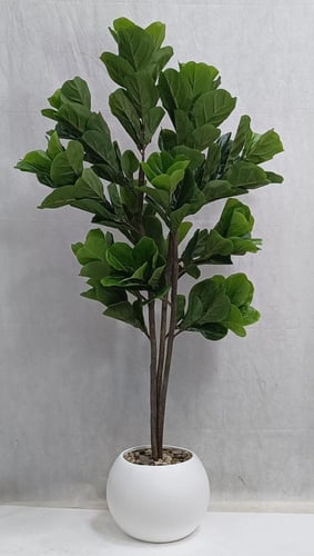 شجرة كيوي مع مركن اصيص ارتفاع 155 سم العرض 60 سم