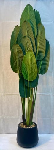 شجرة موز مع حوض بلاستيك ارتفاع 210 سم العرض 65 سم