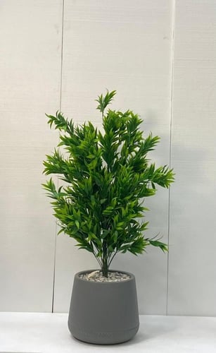 شجرة شتلة مع حوض بلاستيك ارتفاع 95 سم العرض 40 سم