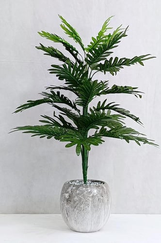 شجرة نخلة مع مركن سيراميك الارتفاع 80 سم العرض 35...