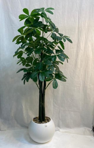 شجرة نجمة مع مركن اصيص ارتفاع 160 سم العرض 50 سم