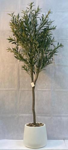 شجرة زيتون مع حوض بلاستيك ارتفاع 200 سم العرض 65 س...