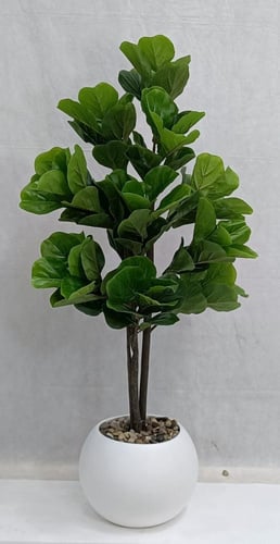 شجرة كيوي مع مركن اصيص ارتفاع 125 سم العرض 60 سم