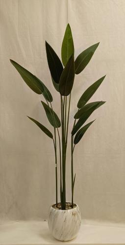 شجرة ورق العصفور مع مركن اصيص الارتفاع 180 سم العر...