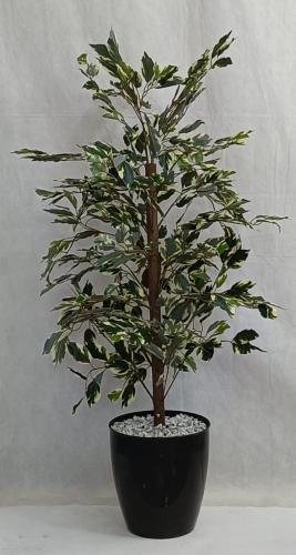 شجرة الفيكس مع قاعدة بلاستيك الارتفاع 120 سم العرض...