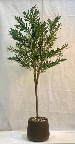 شجرة زيتون مع حوض بلاستيك ارتفاع 180 سم العرض 60 س...