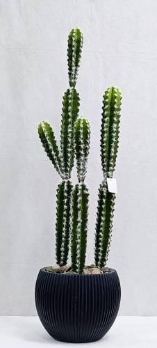 شجرة صبار صحراوي مع مركن اصيص الارتفاع 95 سم العرض...