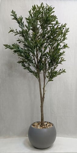 شجرة زيتون مع مركن اصيص الارتفاع 200 سم العرض 60سم