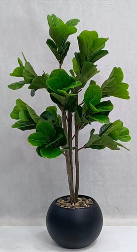 شجرة كيوي مع مركن اصيص ارتفاع 125 سم العرض 60 سم