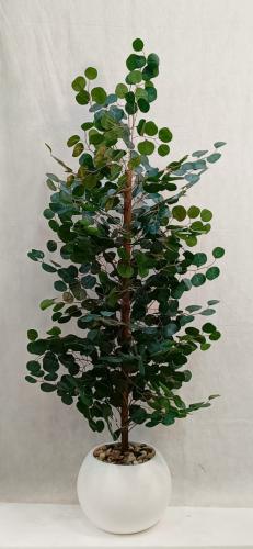 شجرة الكافور مع مركن اصيص ارتفاع 160 سم العرض 45 س...