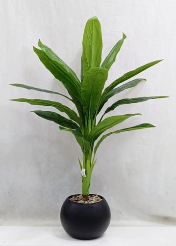 شجرة موز مع مركن اصيص ارتفاع 135 سم العرض 65 سم