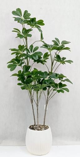 شجرة ياسمين مع مركن اصيص الارتفاع 150 سم العرض 50...