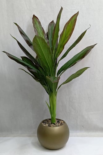 شجرة موز مع مركن اصيص ارتفاع 135 سم العرض 65 سم