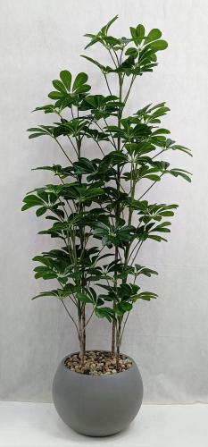 شجرة ياسمين مع مركن اصيص الارتفاع 185 سم العرض 50...