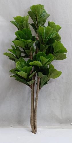 شجرة كيوي خام ارتفاع 115 سم العرض 60 سم