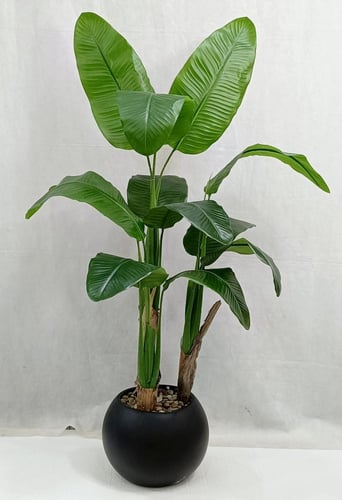 شجرة ذرة مع مركن اصيص الارتفاع 135 سم العرض 50 سم