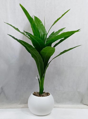 شجرة ذرة مع مركن اصيص الارتفاع 135 سم العرض 60 سم