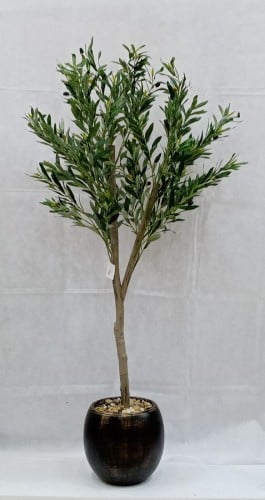 شجرة زيتون مع مركن سيراميك ارتفاع 160 سم العرض 60...