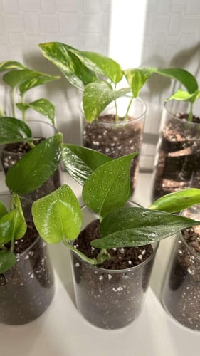 نبات البوتس