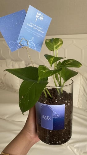 نبات البوتس