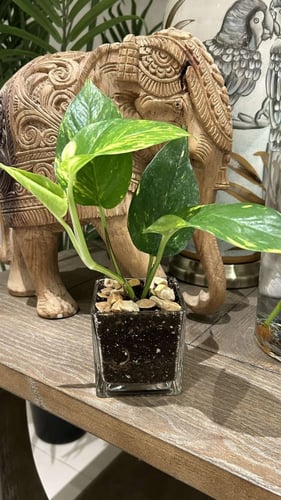 توزيعات نبات البوتس