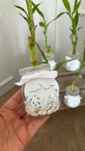 توزيعات ميني نبات البامبو