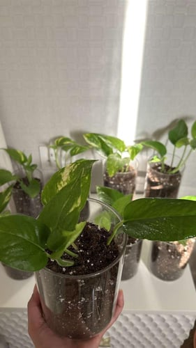 نبات البوتس