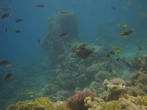 برنامج الغوص المحلي - شاطئ