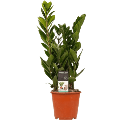 نبات الزاميا