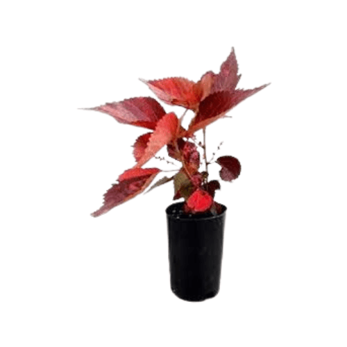 اكاليفيا احمر