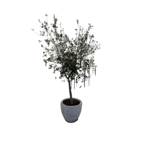 زيتون 3 متر مع مركن 70 سم