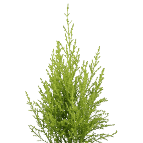 سرو عطري احجام