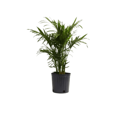 نخيل الاريكا وسط 2 سم