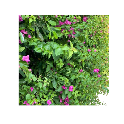 جهنميه الوان