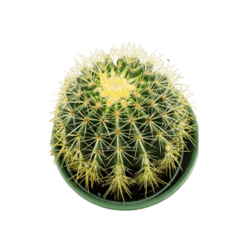 صبار عمه القاضي كبير