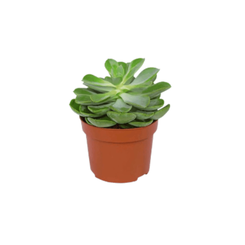 صبار اشفيريا كبير