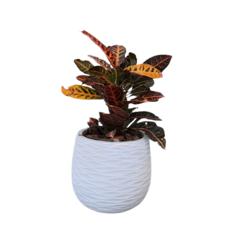 كريتون مع مركن 30 سم