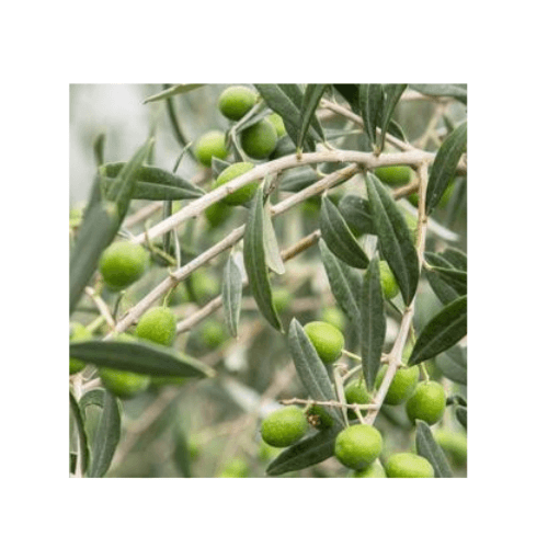 زيتون نيبالي