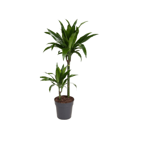 دراسينا جانيت ليند احجام متنوعه